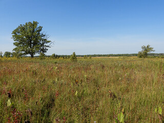 Midwest Native Prairie Landscape Under Blue Sky