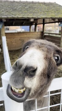 Funny donkey braying and showing teeth close-up on a farm