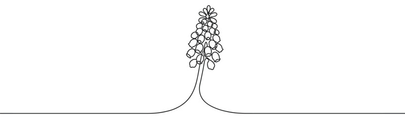 Grape hyacinth flower continuous line art drawing illustration capturing the delicate beauty of spring blossoms in a minimalist style.