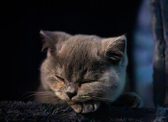 Grey British Shorthair sleeping in evening lighting © Devon