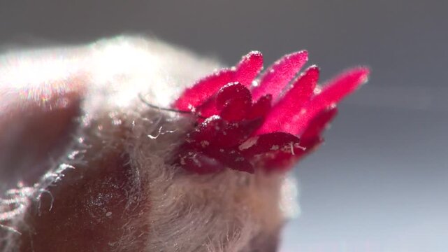 Il nocciolo (Corylus avellana)  female flower