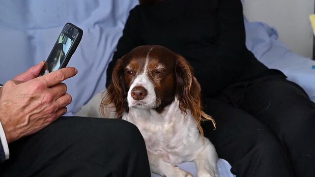 Senior Couple Capturing Moments with Their Dog on Sofa, Woman Petting Brittany Spaniel and Man Taking Photo with his smartphone, life with dogs at home, pets at home,