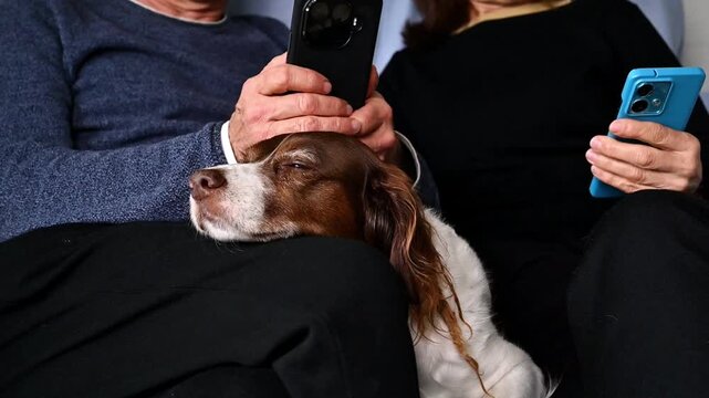 Senior Couple Relaxing on Sofa at Home with Sleeping Brittany Spaniel Dog, Pet Companionship and Digital Lifestyle with Smartphones, family life with dogs at home