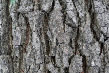Obraz premium Tree bark texture close up natural wood pattern 