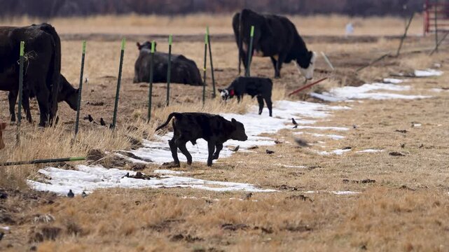 Cute baby calf running through a field in slow motion.