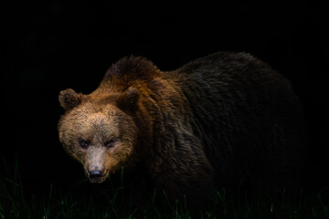 Obraz premium Detailed portrait of a wild brown bear looking at camera