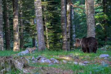 Rare interaction between a wild brown bear and a red fox in the forest