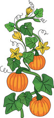 Vertical hand-drawn pumpkin vine with orange  ripe fruits and flowers