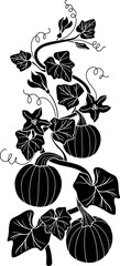 Black silhouette of vertical pumpkin vine with ripe fruits, flowers and tendrils