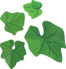 Set of green pumpkin leaves isolated on white background