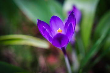 Purple crocus blooming in Spring with green foliage background