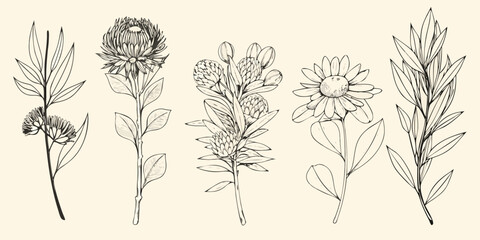 Botanical illustration of various wildflowers and foliage in black ink © Dilip