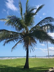 Palm tree on the beach
