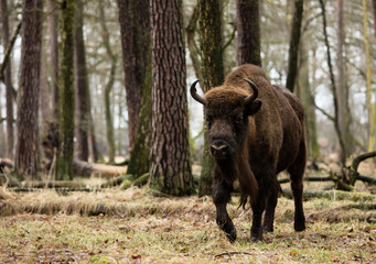 Rodzina żubrów w starym naturalnym lesie pośród powalonych drzew