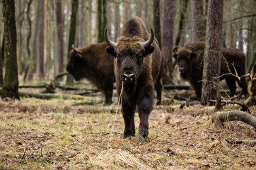 Rodzina żubrów w starym naturalnym lesie pośród powalonych drzew © kubikactive