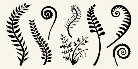 Botanical illustration of various fern fronds and curled fiddleheads © Shabita