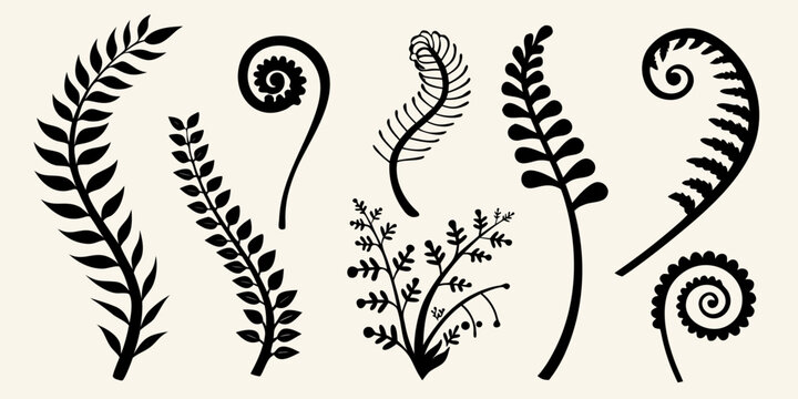 Botanical illustration of various fern fronds and curled fiddleheads