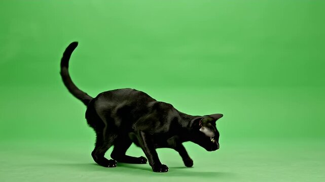 A sleek black feline on a solid green backdrop, paws forward, head alert