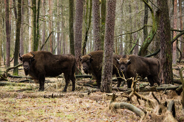 Rodzina żubrów w starym naturalnym lesie pośród powalonych drzew © kubikactive