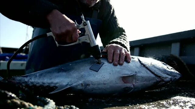 Tuna tagging with blockchain integration onboard fishing vessel or Fisher tags giant tuna using tracking device on boat with traceability tech