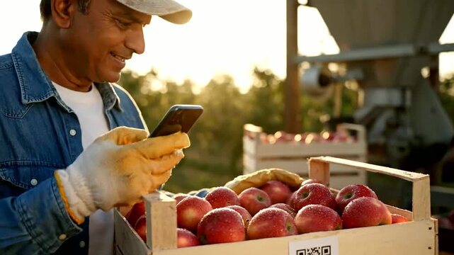 Farmer scans apples with smartphone in orchard for supply chain tracking or Man checks apples using phone app in countryside farm for blockchain traceability