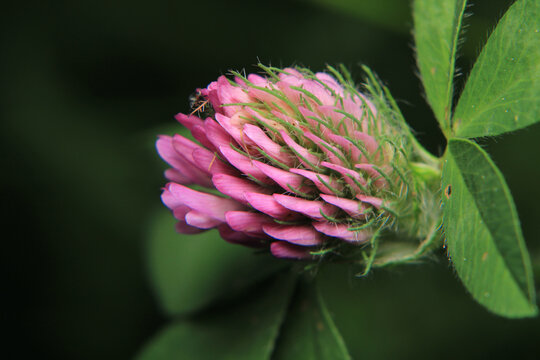 trifolium pratense plant macro photo	
