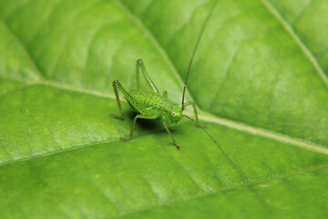 rufous grasshopper insect macro photo	