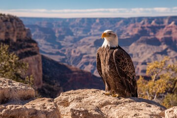 Fototapeta premium Majestic bald eagle perches on a rocky cliff edge overlooking the Grand Canyon in Arizona. This powerful bird has a white head and sharp yellow beak.