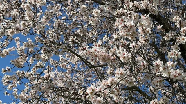 White cherry blossom branches swaying against blue sky