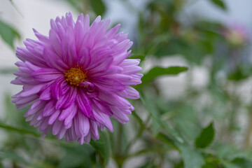 Obraz premium Purple dahlia flower in full bloom with layered petals and yellow center. Garden blossom against soft green background. Vibrant ornamental plant in natural light.