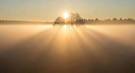 Golden Sunbeams Pierce Through Thick Morning Fog, Illuminating Bare Trees