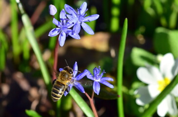 Biene auf Blaustern-Bl&uuml;ten