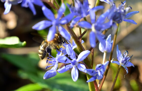 Biene auf Blaustern-Bl&uuml;ten