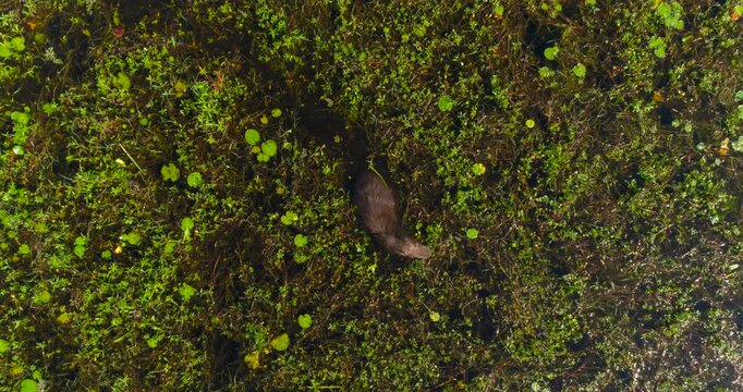 Capybara (Hydrochoerus hydrochaeris) feeding in wetland swamp with bird on its head, aerial top view