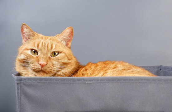 A red-haired cat rests in a gray box