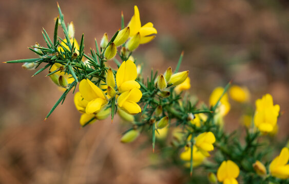 Close-up of yellow Gorse flowers with sharp green thorns.