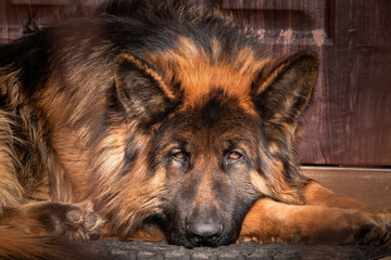 german shepherd dog relaxing at the door entrance