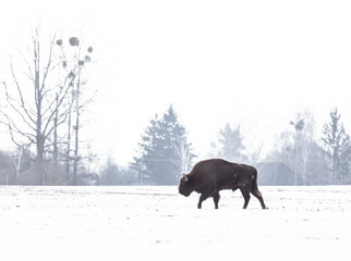 european bison among  snow covered landscape