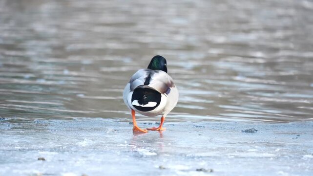 Mallard duck walking carefully across icy surface before entering the water and beginning to swim. Winter wildlife scene captured in slow motion, featuring natural animal behaviour.