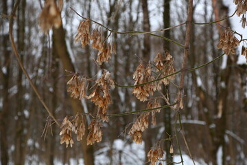 Snow covered branches  with dry ash seeds in the winter forest in snowfall