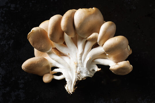 Group of oyster mushrooms on a black background, top view