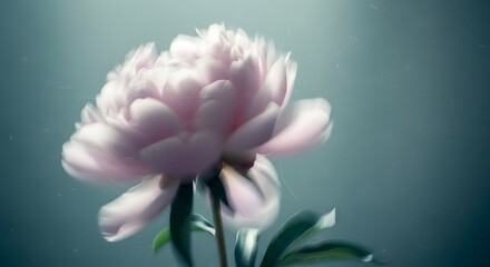A delicate peony blossom in soft focus, with shades of pink petals and green leaves. The flower is set against a blurred background, creating an artistic effect.
