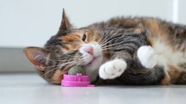 Pleased Calico cat enjoy playing with catnip ball toy. Favorite pastime for home pets. Furry kitty twisting and rubbing over herbal ball with pleasure, lying on floor biting sniffing new toy.