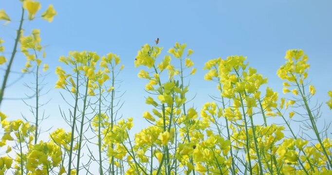 A Beautiful Field of Yellow Flowers