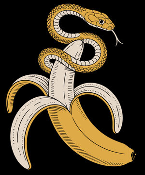 Funny Cute Ball Python Snake Reptile Herpetologist Ophiology