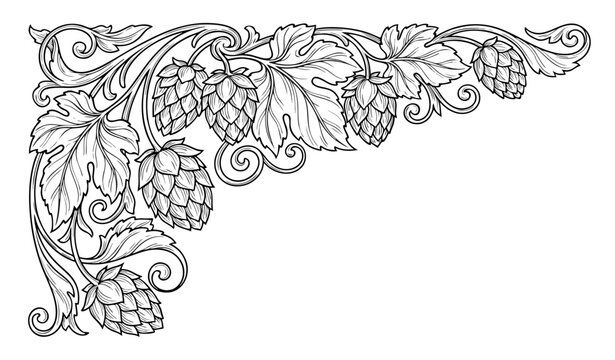 Detailed craft beer hops illustration in engraving technique.