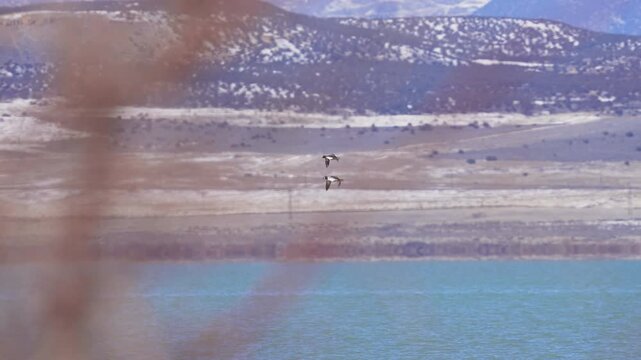 Pair of Goldeneye ducks flying over Utah Lake in slow motion.