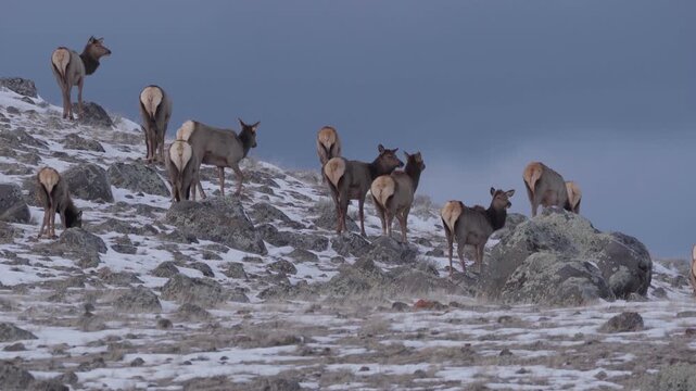Herd of elk on snowy rocky hill