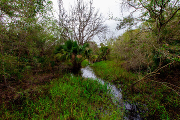 Kilpatrick Hammock, Kissimmee Prairie Preserve State Park, Florida