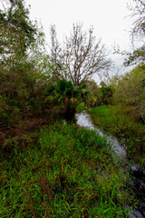 Kilpatrick Hammock, Kissimmee Prairie Preserve State Park, Florida